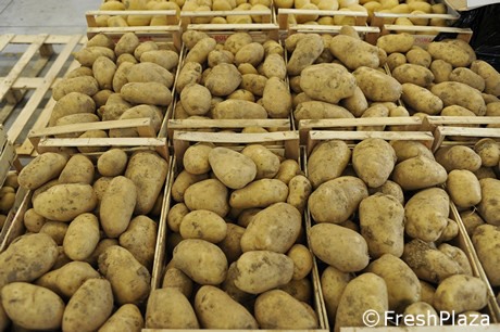 Le patate italiane sono di alto livello, ma i consumatori non lo sanno