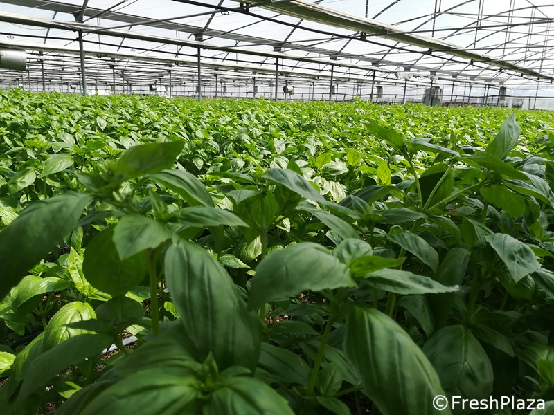 Kenya is currently the leading supplier of basil to Europe