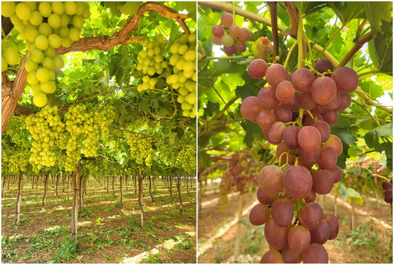 Smaller supply of traditional grapes from Italy leads to higher prices - Vimarsana News