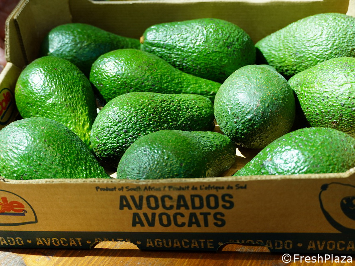 Offerte di Avocado fresco da Marocco