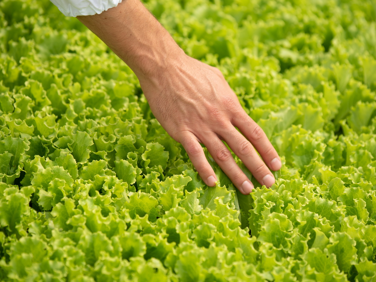 Il Gruppo La Linea Verde attore internazionale