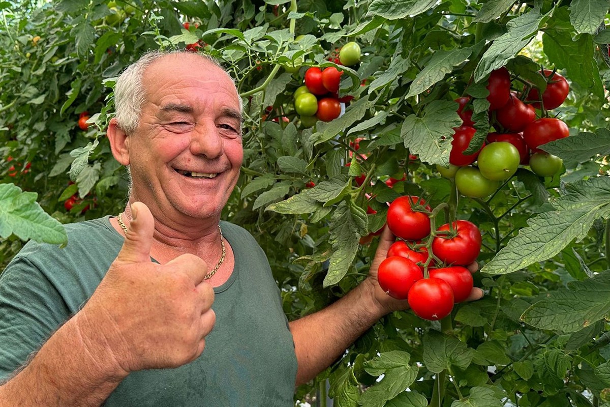New products for different segments of the tomato market - Vimarsana News