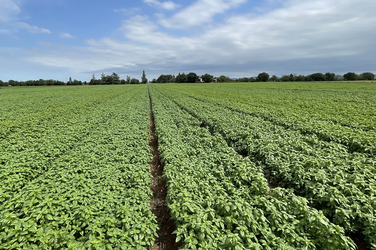 How irrigation ozone treatment can protect basil