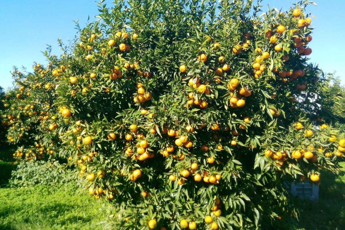 The taste profile alone is no longer enough to make a reasonable profit on clementines - Vimarsana News