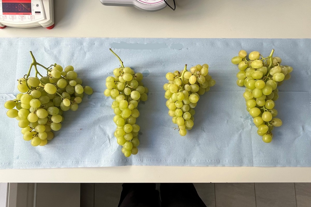 Grape storage and the role of protective sheets - Vimarsana News