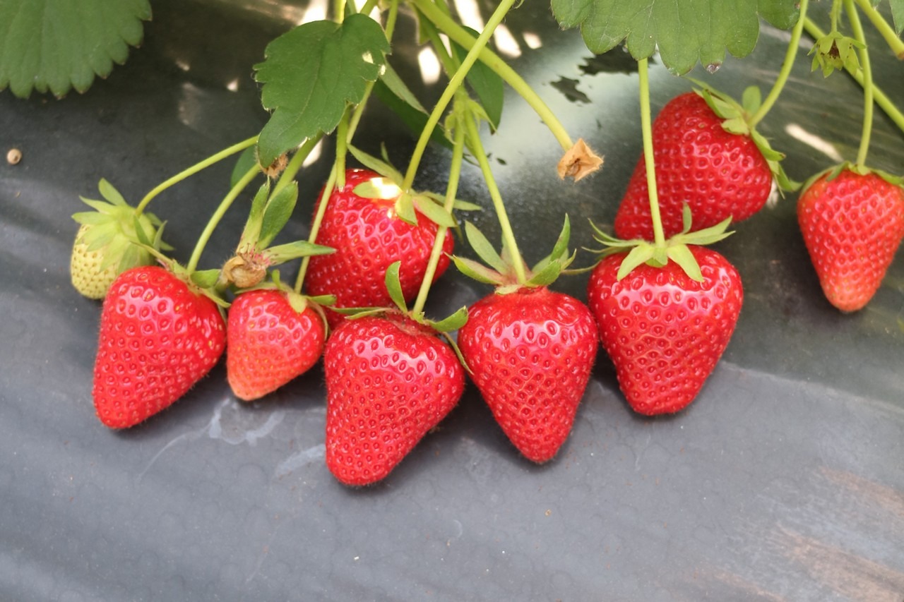 USITC: Угроза для американской ягодоводческой отрасли из-за импорта мексиканских клубники