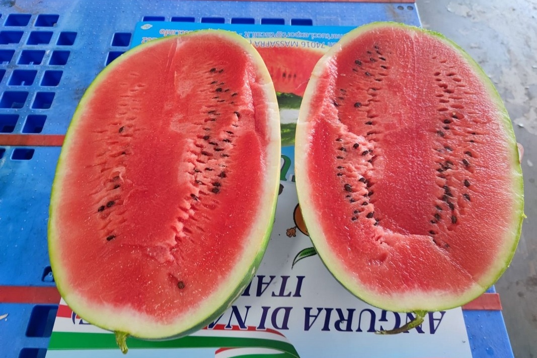 Eind mei eerste watermeloenen van Nardò