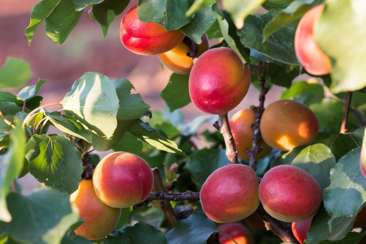 Zuid-Italiaanse abrikozenoogst komt op gang: minder opbrengst, goede vooruitzichten afzet