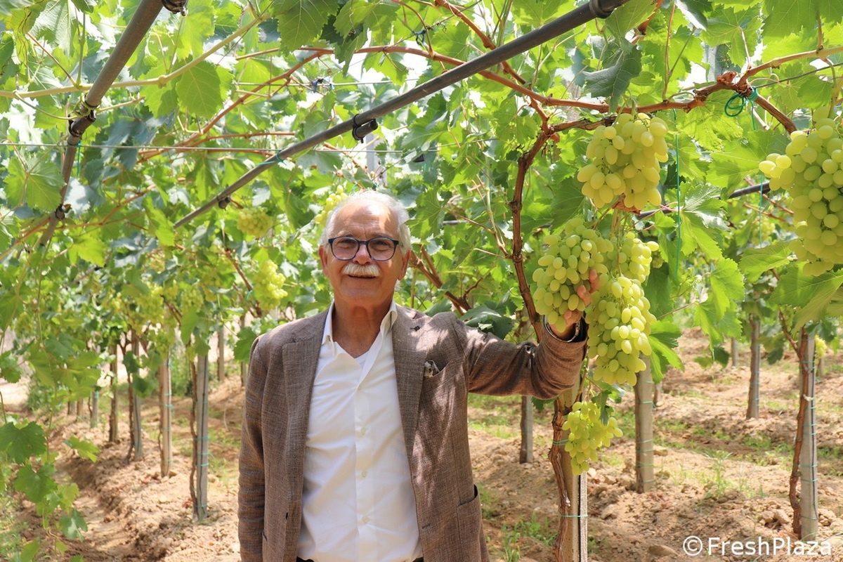 Pitloze druivenoogst van start op Sicilië