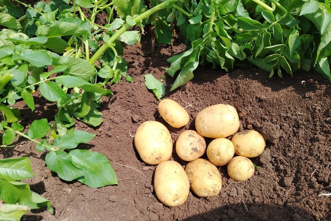 Oogst primeuraardappelen in de startblokken in Noord-Italië