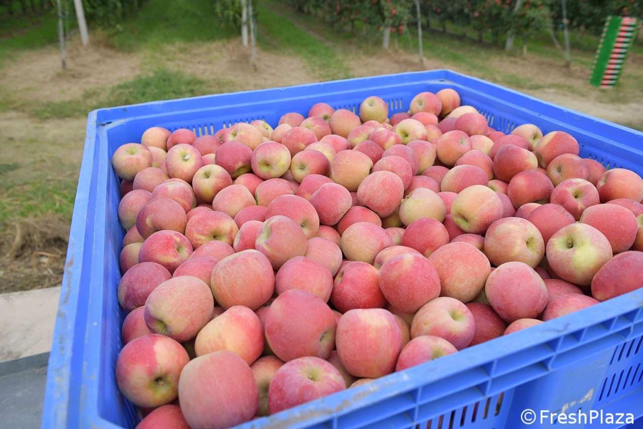 Яблоки поступают в порты, основные терминалы работают