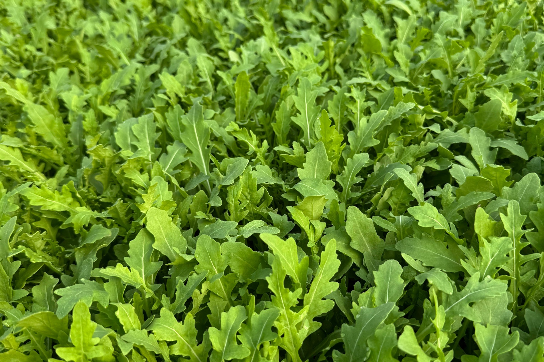 Summer sowing - how to successfully cope with stress