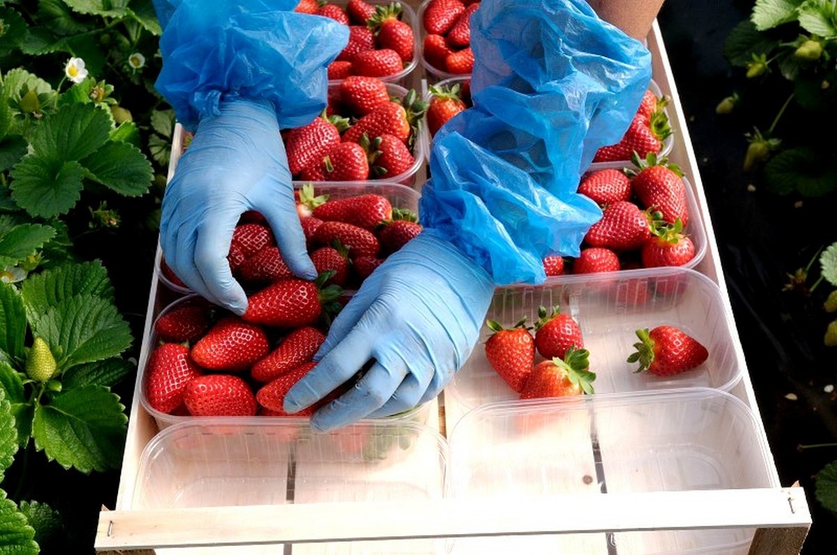 A historic milestone for a mature and united strawberry sector