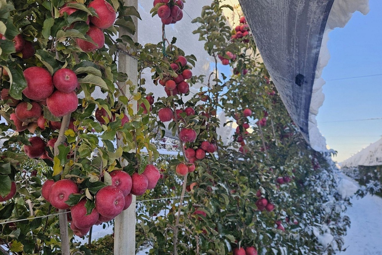 Sneeuwval vertraagt laatste 10% CrimsonSnow-pluk in Piëmont
