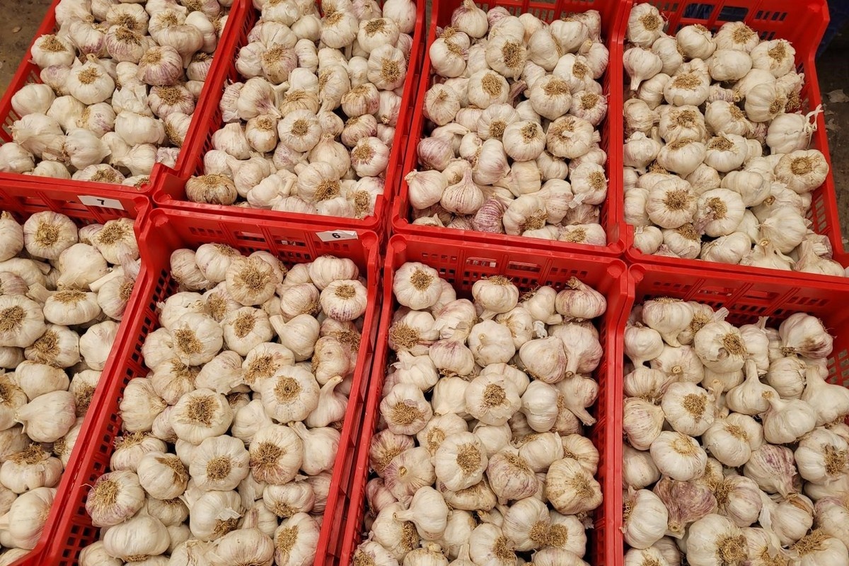 Egypte, China en Zuid-Amerika steeds prominenter op Europese knoflookmarkt