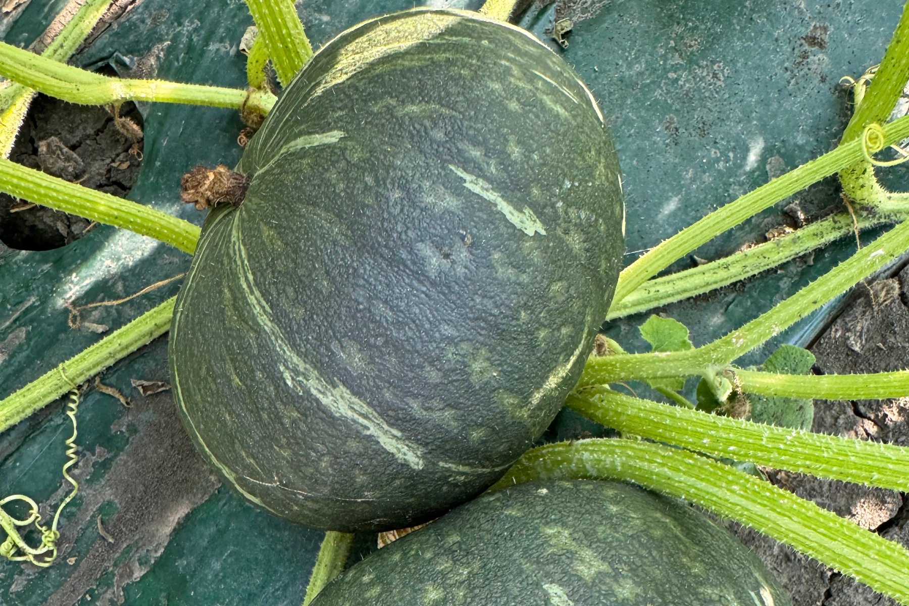 Twee nieuwe kabocha's voor 2026