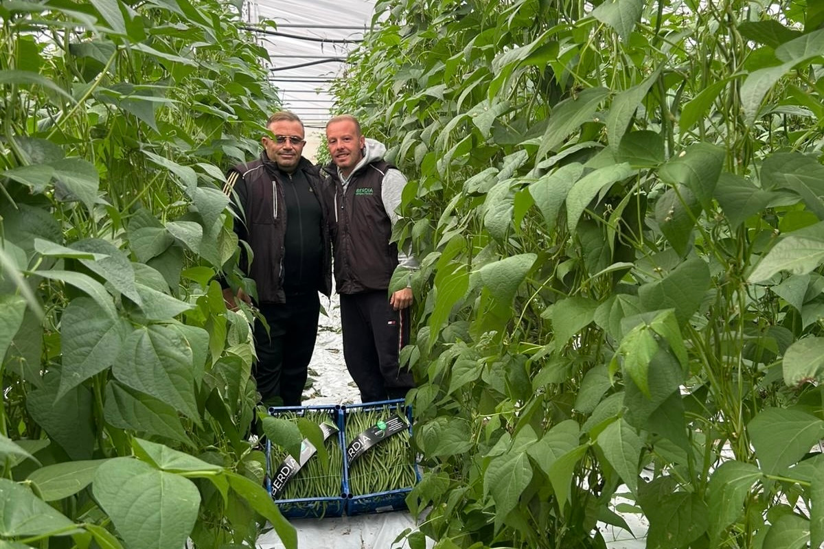 Siciliaanse sperziebonen van oktober tot juli beschikbaar