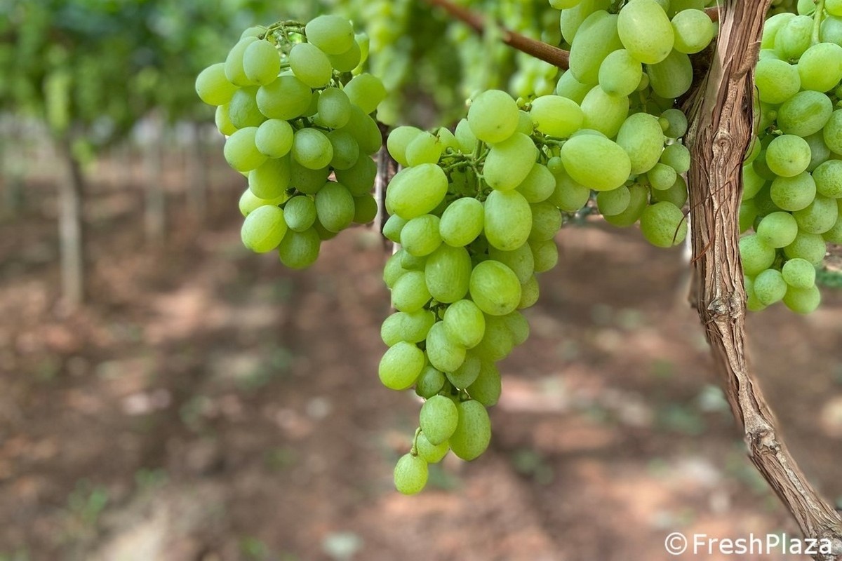 Italiaans druivenseizoen de mist in door slecht weer, overaanbod en oneerlijke concurrentie