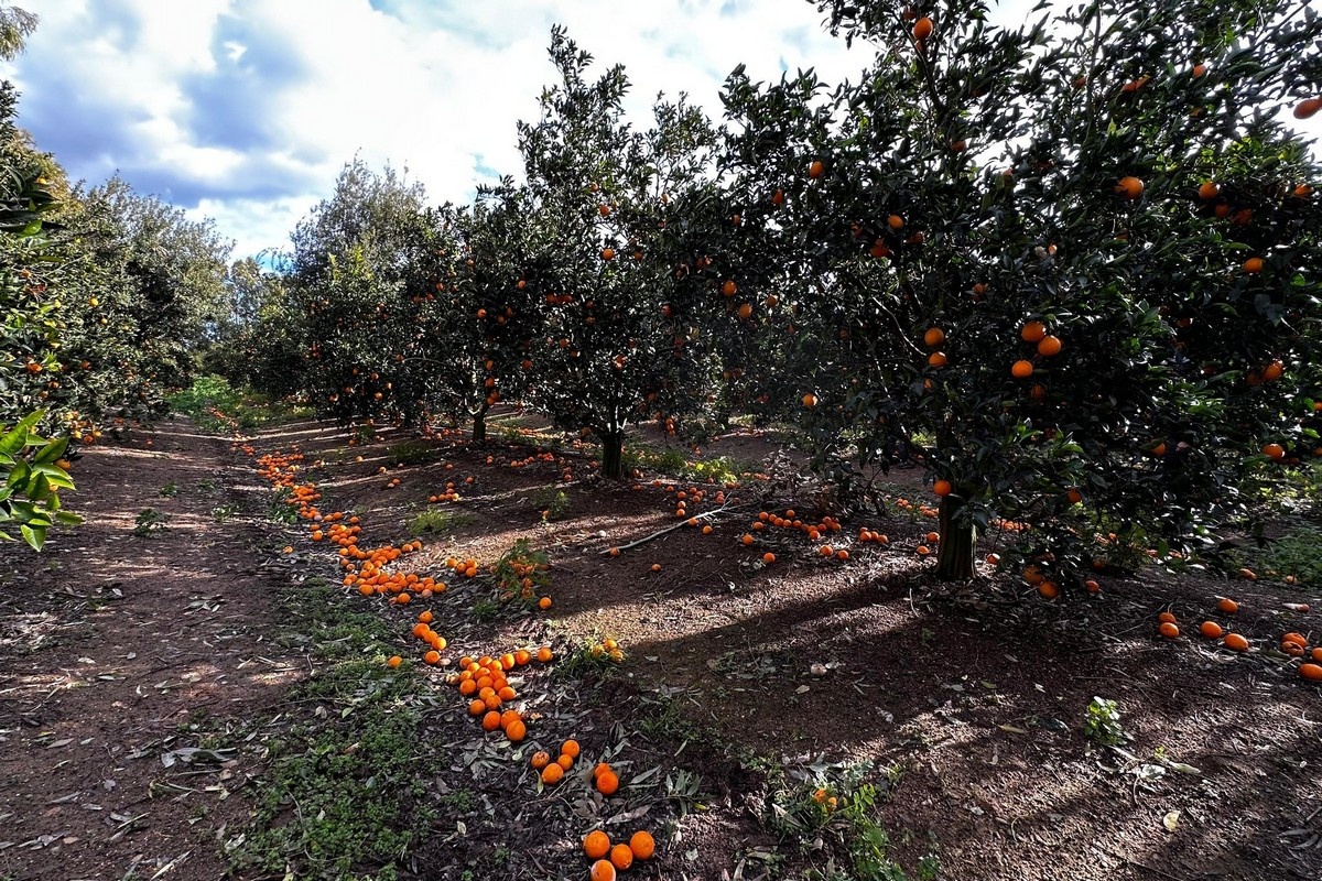 Artisjokken onder water en vruchtuitval bij citrus in Zuid-Sardinië