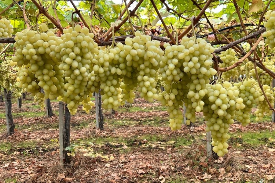 Late Pearl geeft Italiaanse druivenafzet ademruimte tot Driekoningen