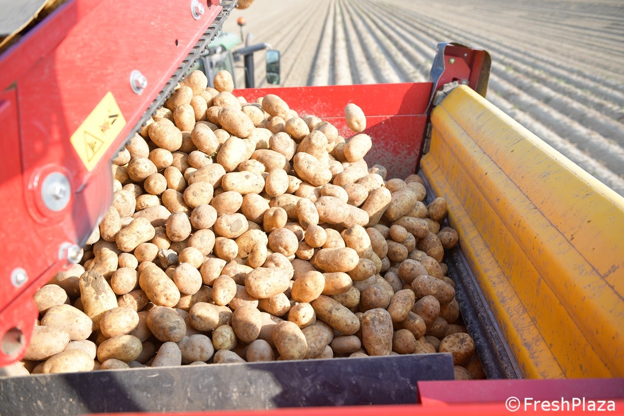 Weer vertraagt poten vroege aardappelen in Zuid-Europa