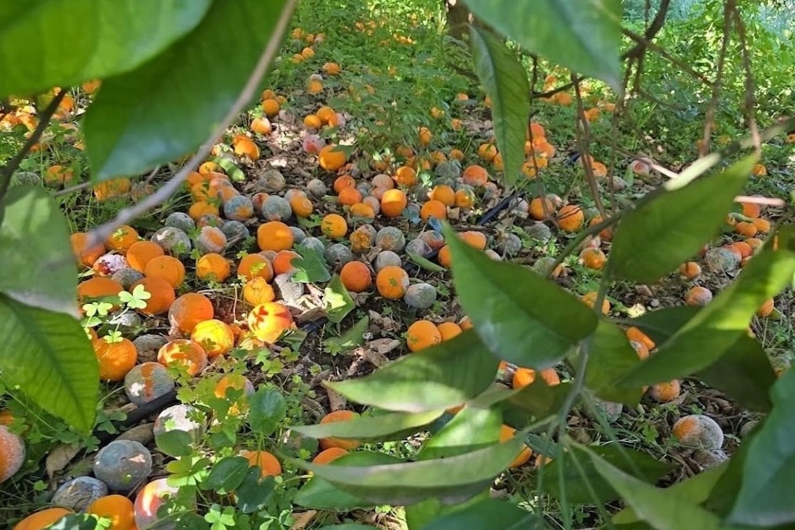 В Сицилии урожай цитрусовых упал до 70% из-за циклонов