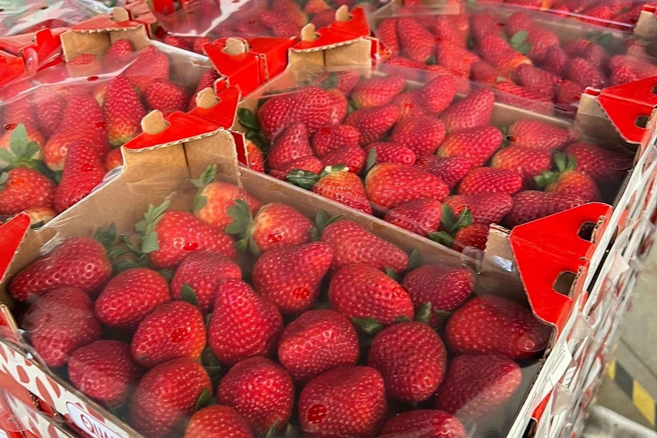 Spanje bepaalt internationale aardbeienprijzen, Italiaans product iets duurder