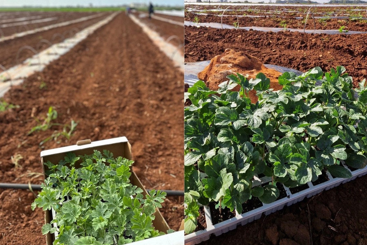 Фермеры компенсируют задержки в посевах