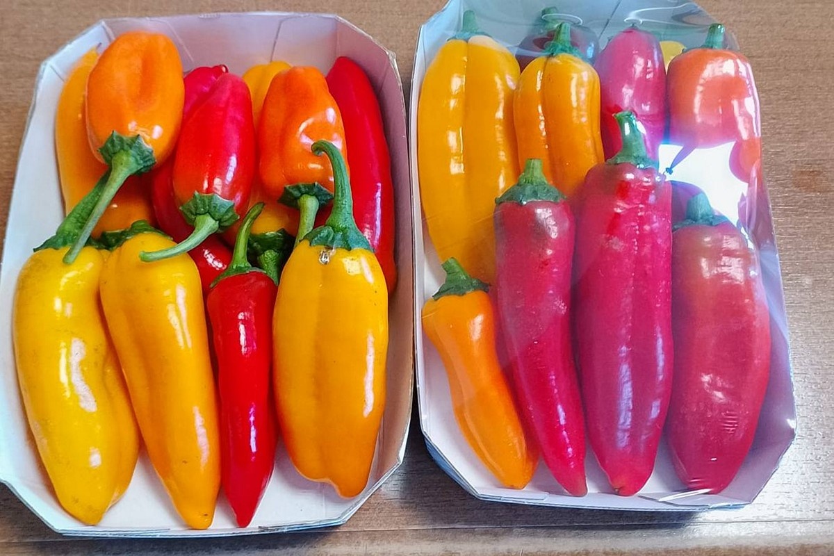 Zaadloze snackpaprika moet paprikaconsumptie verbreden