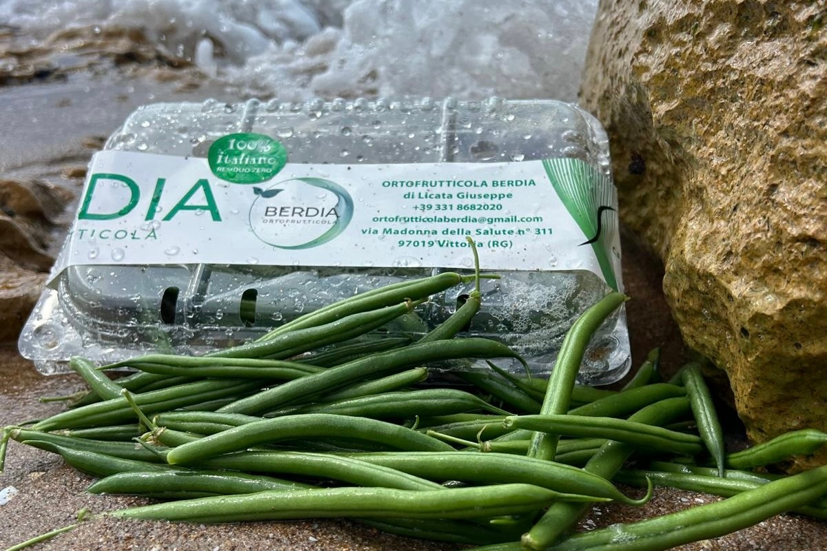 Hoogseizoen op Sicilië: sperziebonen recht uit de kas naar Noord-West Europa