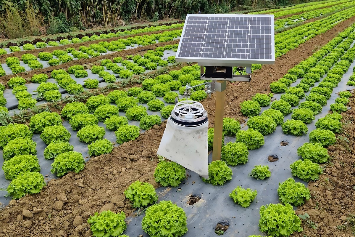 Lichtvallen houden wantsen in sla onder controle