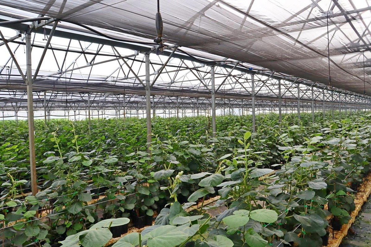 Черенки дают более устойчивые и крепкие растения