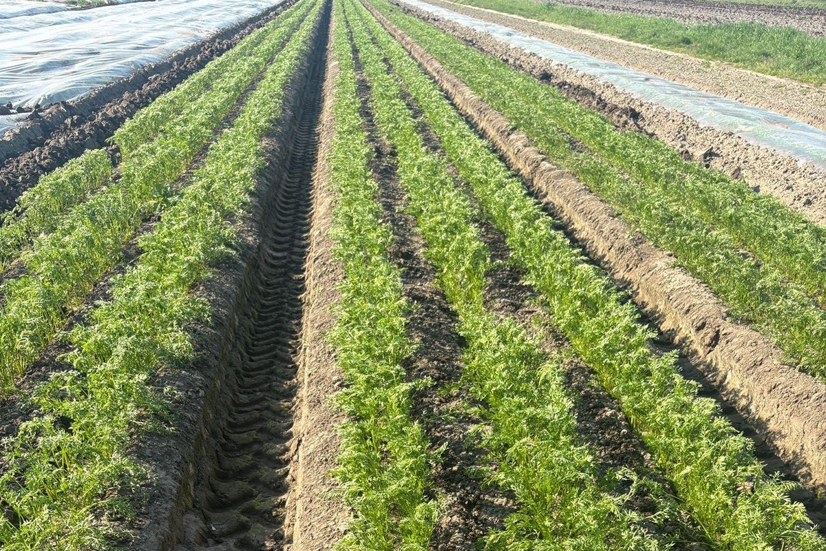 Европейские запасы моркови остаются низкими