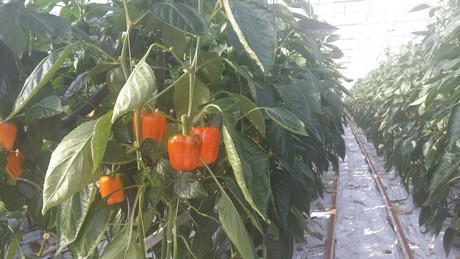 orange bell pepper
