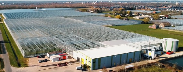 Strawberry breeder closer to putting systems into practice with new greenhouse - Vimarsana News
