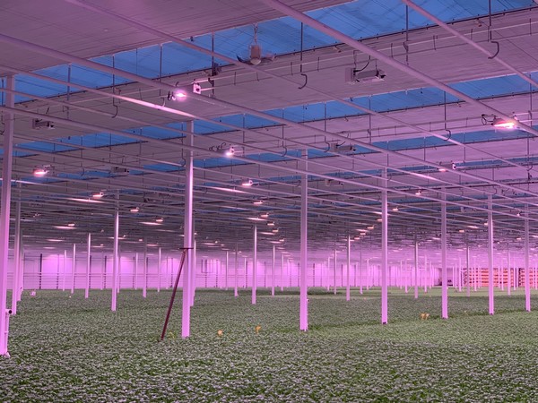 Led照明提高罗勒的种植质量