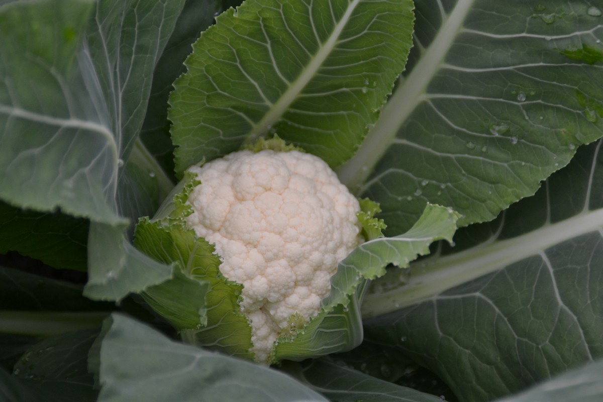 La crise profite aux légumes transformés