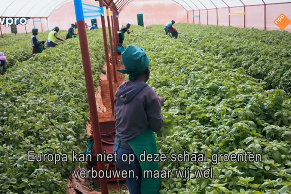 Kenya is Europe's vegetable garden: "That's how the world works" - Vimarsana News