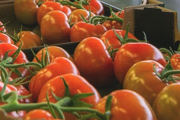 Rise in tomato prices halted