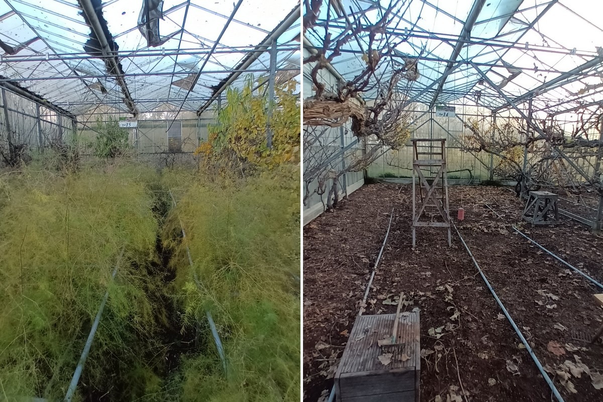 Nieuw doel voor kassen Den Hoorn: biologische tuinderij oprichten