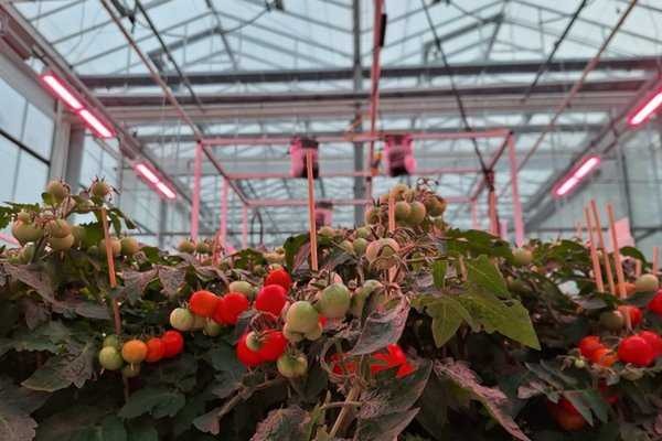 Autonomous Greenhouse Challenge live-event in Bleiswijk