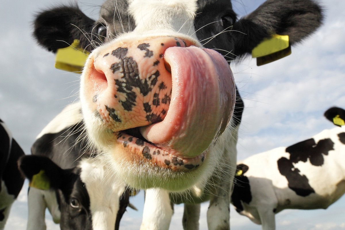 Rabobank: Landbouw enige sector die gaat krimpen in 2026