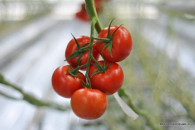 Tomatenprijs blijft mager, enig herstel bij paprika