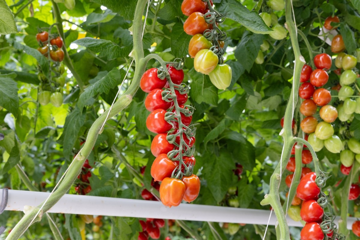 Seasun kiest voor de nieuwe Strabenaconversie van Bayer – De Ruiter Seeds