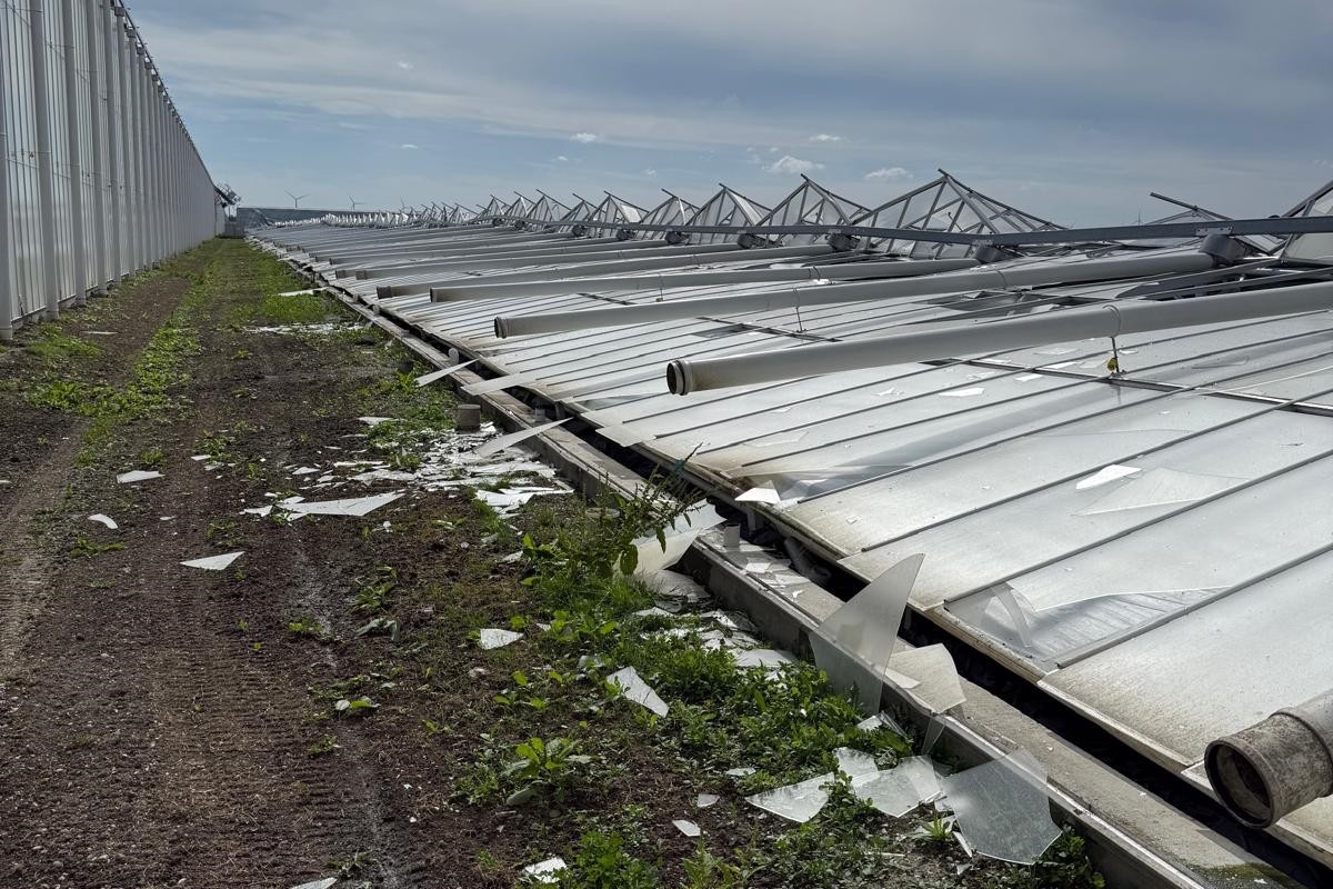 Kersenrel Humberto, 9 hectare kas stort in