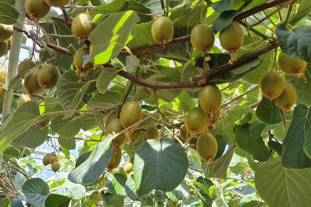 Kiwis from the greenhouse
