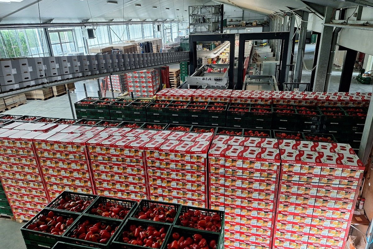 Belgium: Capsicum grower positive about cultivation, less so about pricing this season
