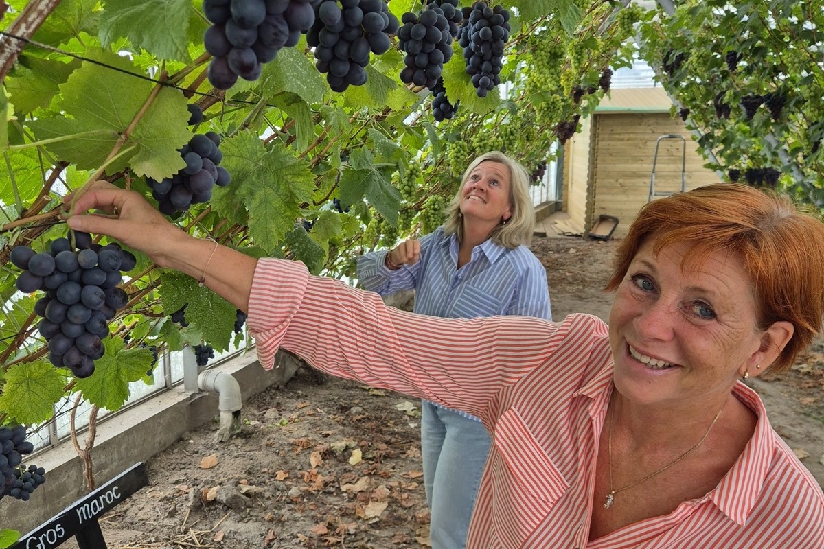NL: Keeping the Westland grape tradition alive
