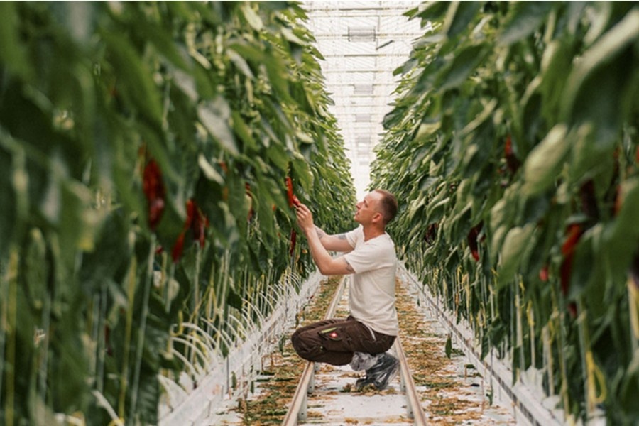 "Harvest and fruit quality are better than ever"