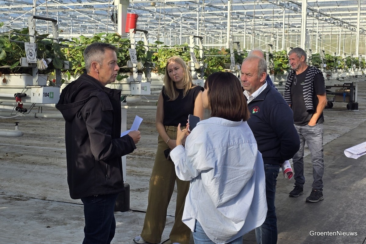 Photo report: A close-up look at modern strawberry cultivation